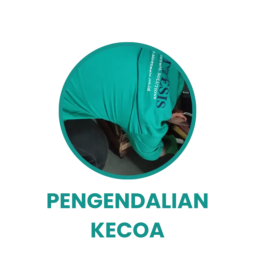 Kecoa