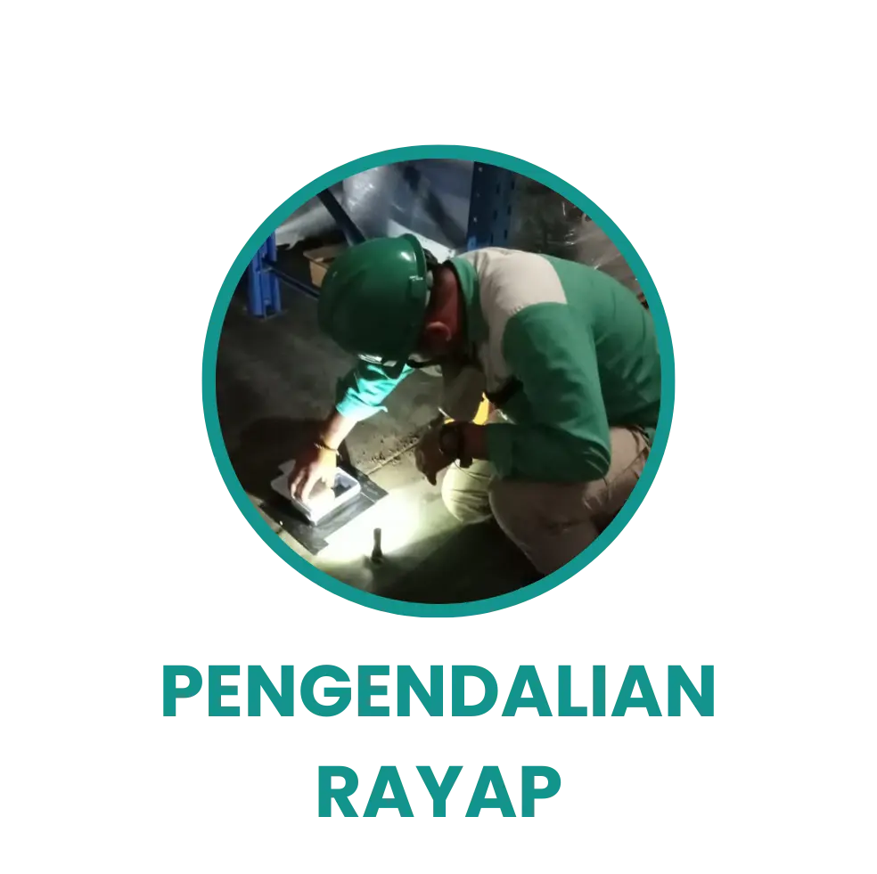 Rayap