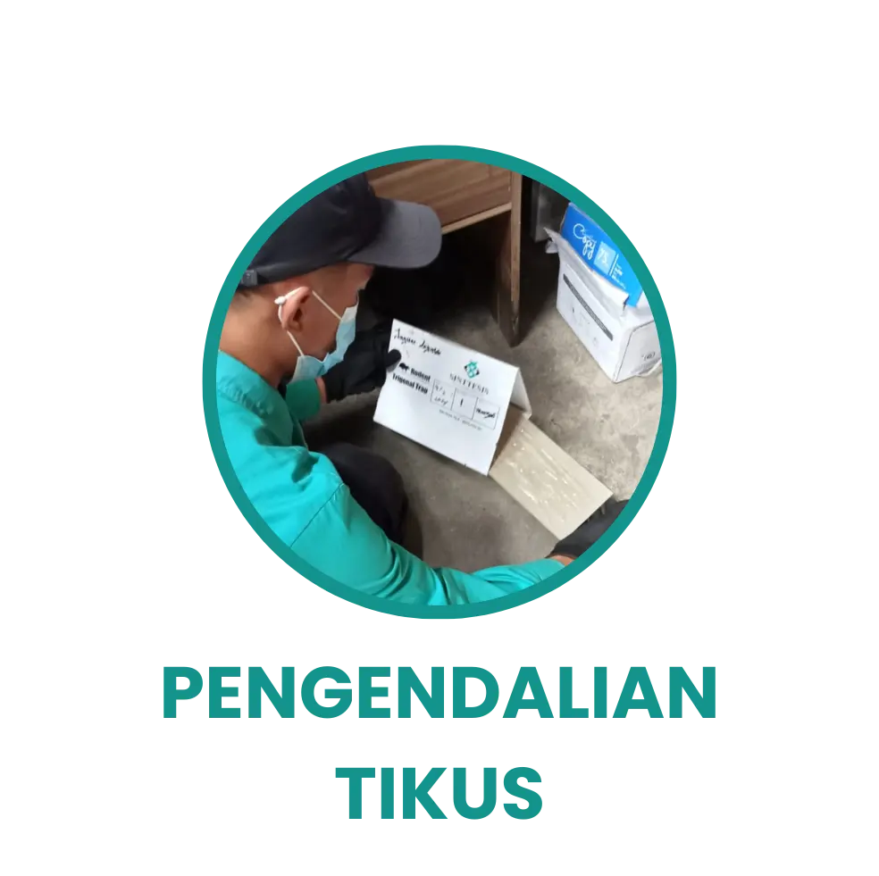 Tikus
